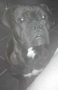 Hector