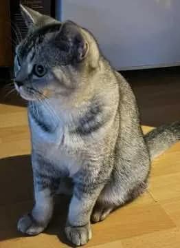 Gizmo