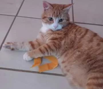 Gustav