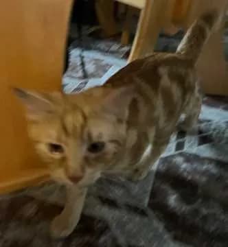Simba