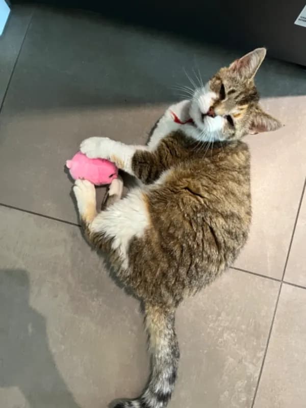 Minou