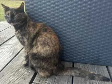 Minou