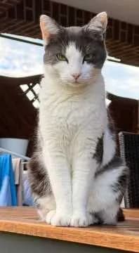 Amy