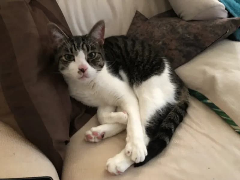 Milo