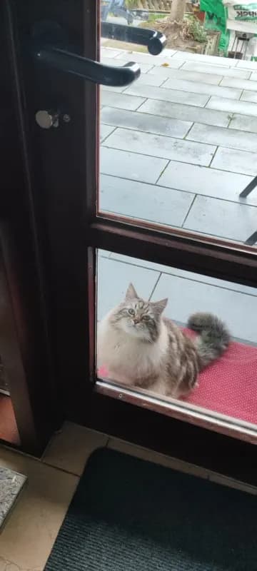 Puschen