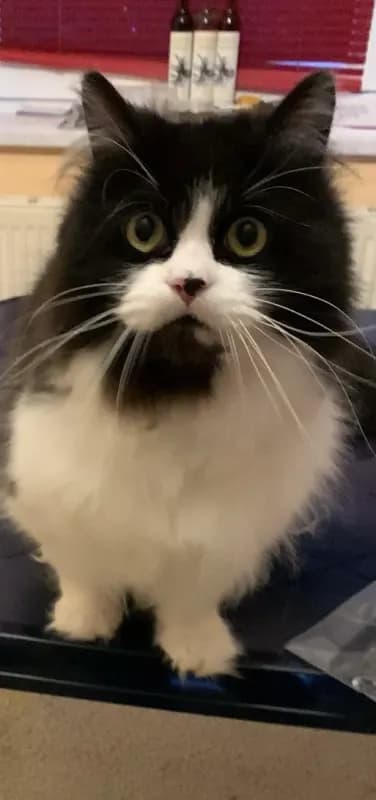 Carlos
