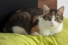 Bastet