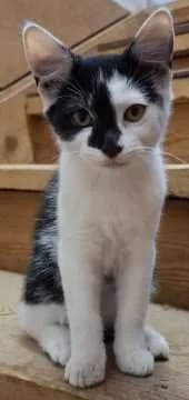 Fritzi