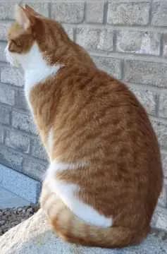 Bert