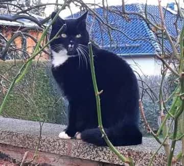 Felix
