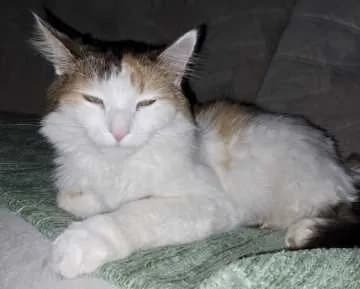 Molly
