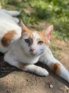 Mitty