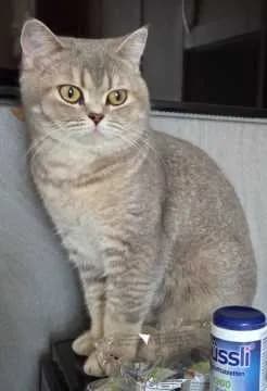 Choki