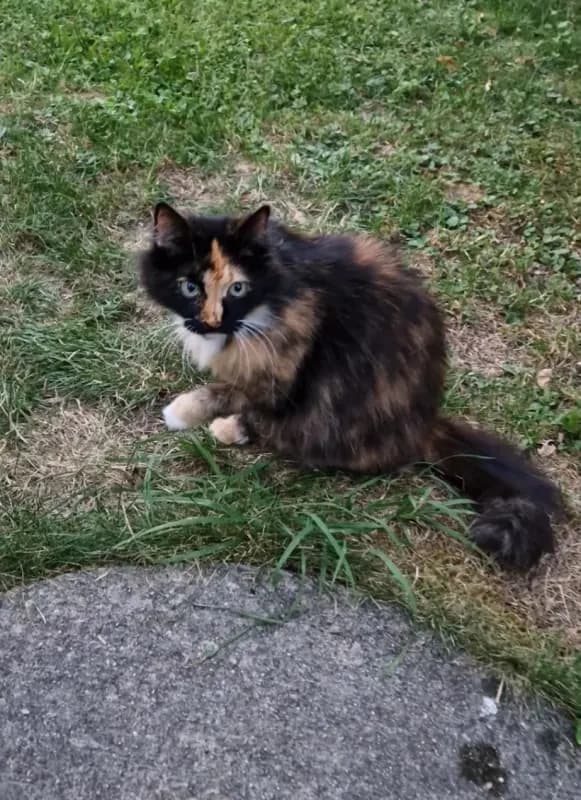 Mimi