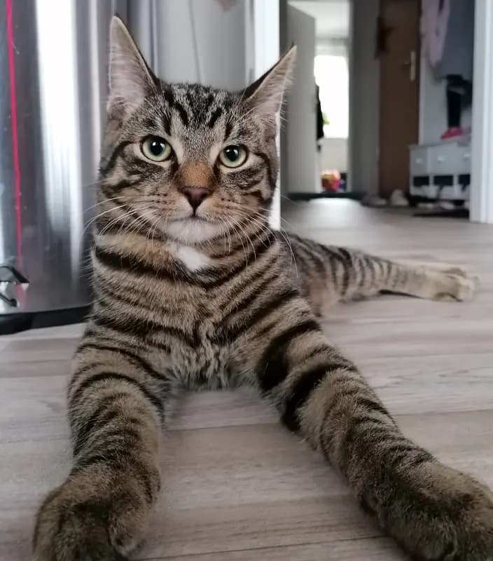 Leo