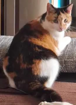 Nani