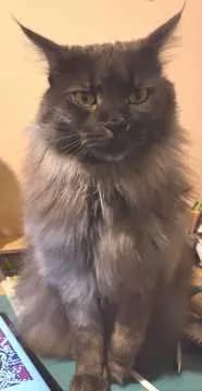 Dusty