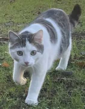 Günther