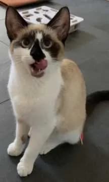 Nala