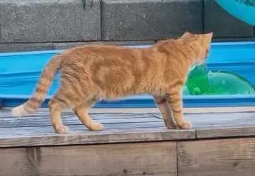 Garfield