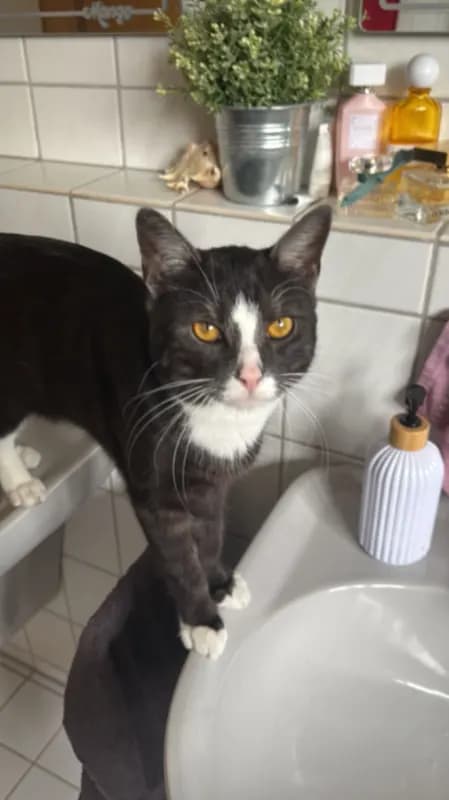 Hugo