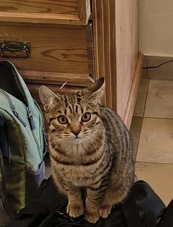Mogli