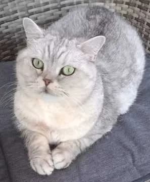 Felix