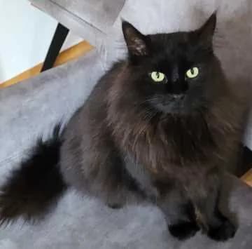 Joschi