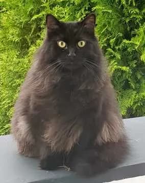 Berlioz