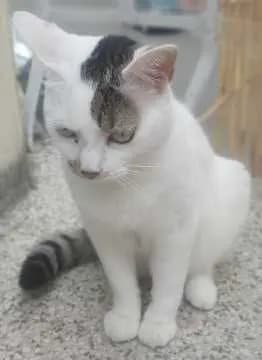 Felix