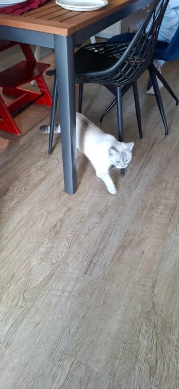 Bella