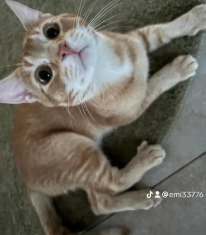 Miro
