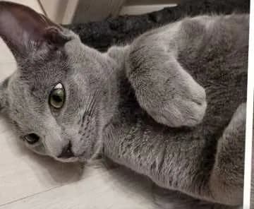Balu