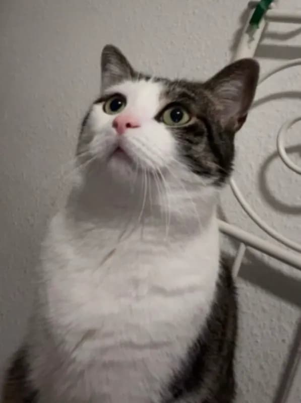 Sissi