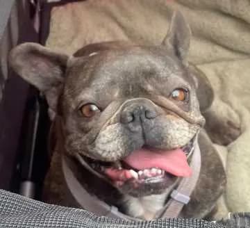 Boni