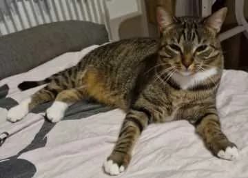 Nala
