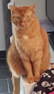 Rici