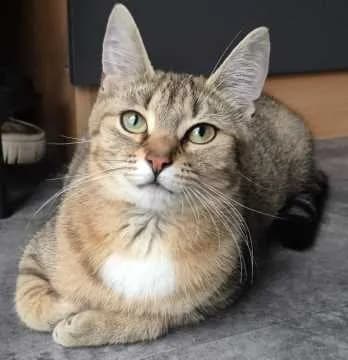 Mila