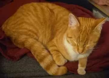 Leo