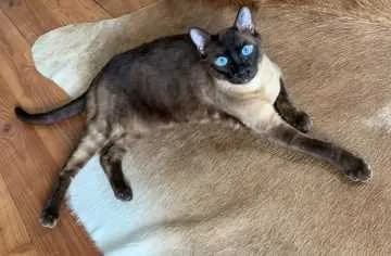 Macchiato