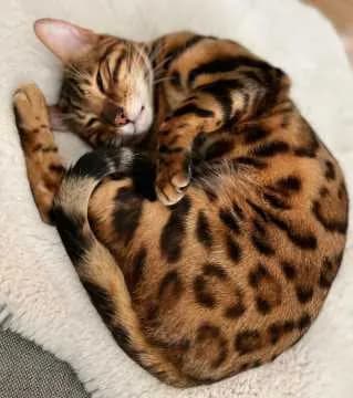 Simba