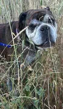Hugo