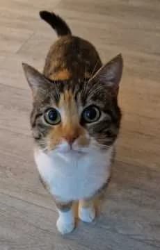 Emmi