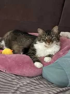 Linus