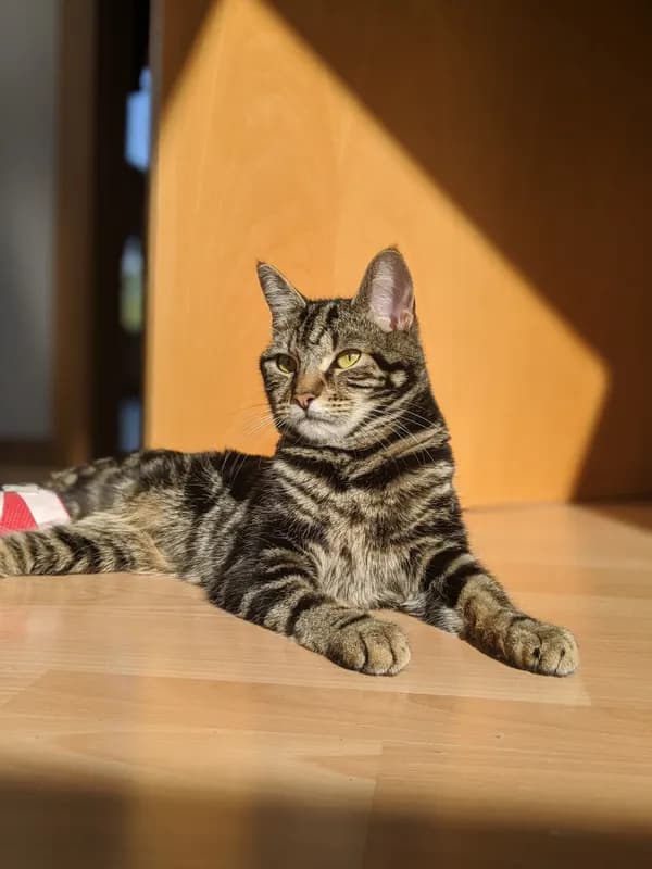 MONTY