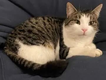 Hugo