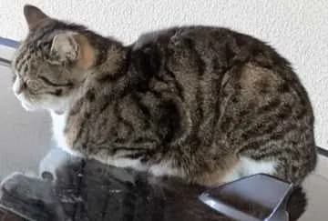 Maxi