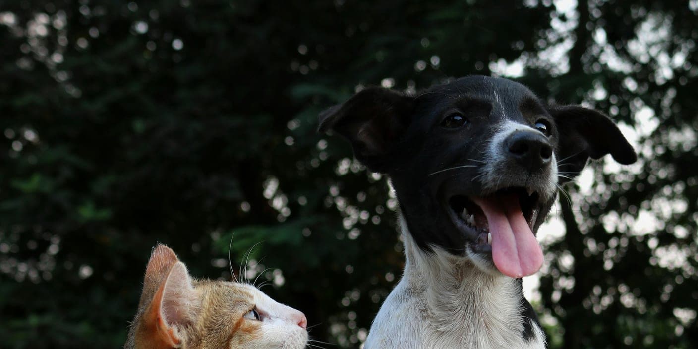 Un chat roux et blanc lève les yeux vers un chien noir et blanc, dehors