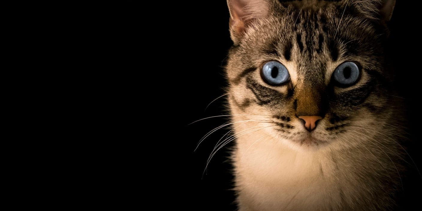 Un chat tigré aux yeux bleus regarde depuis l'obscurité