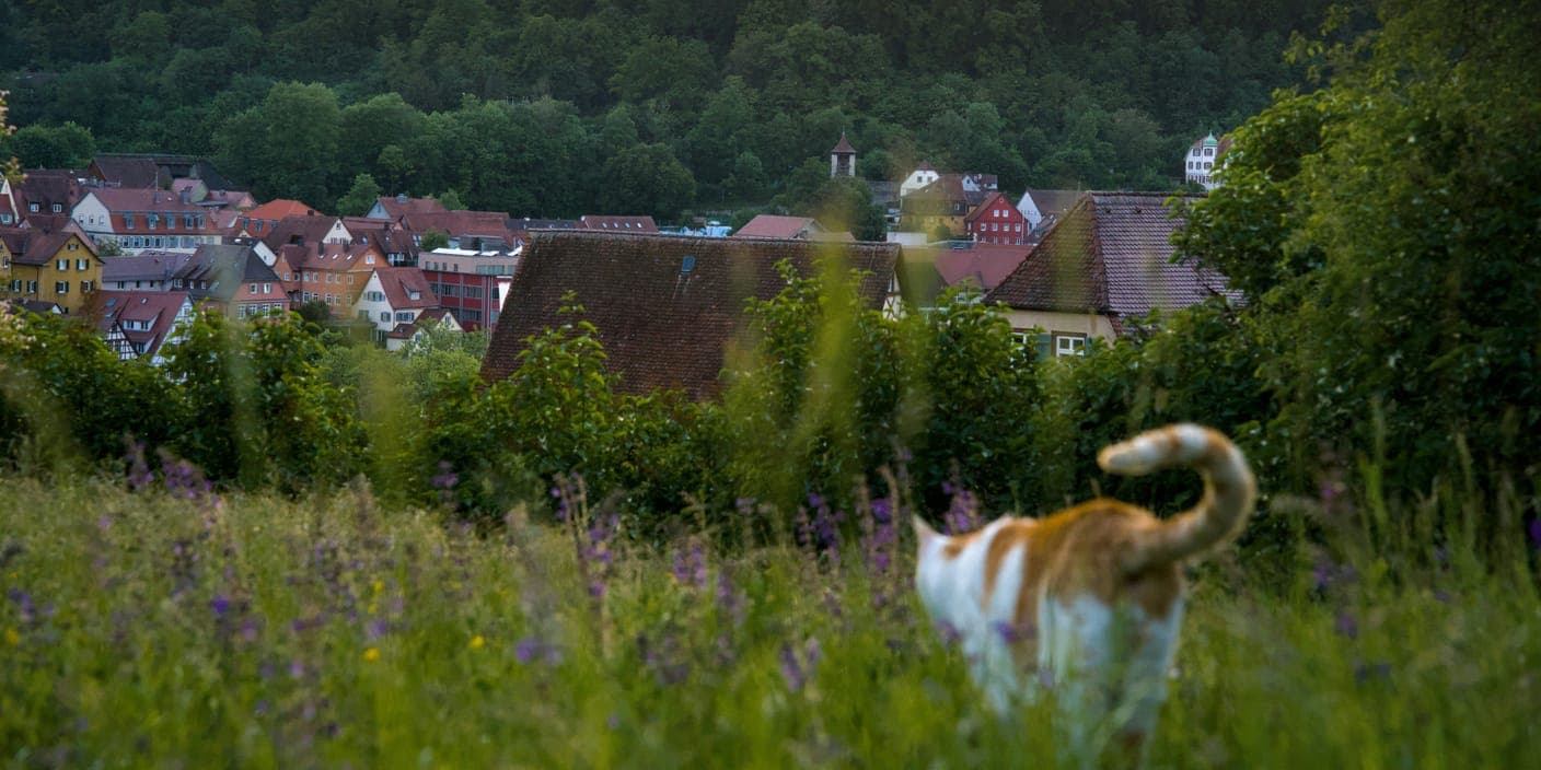 A ginger-and-white cat roaming through a meadow above a village